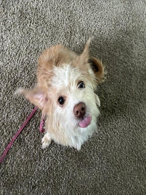 ROSEMARY - Cairn Terrier available for adoption