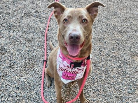 LUMI - Labrador Retriever available for adoption
