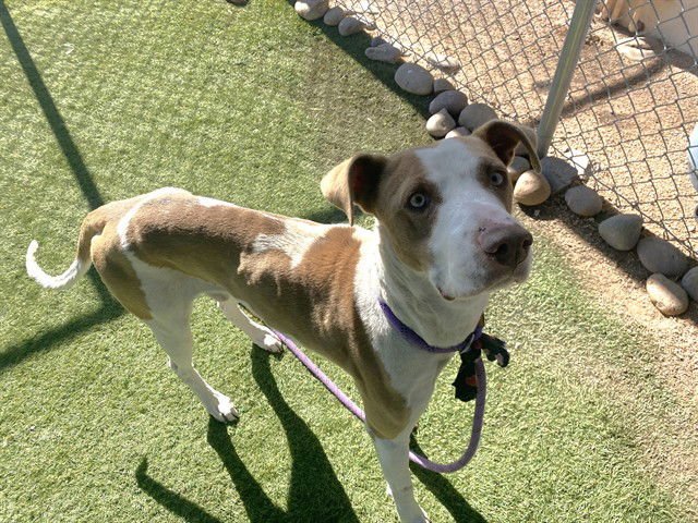 ALADDIN - Pointer available for adoption