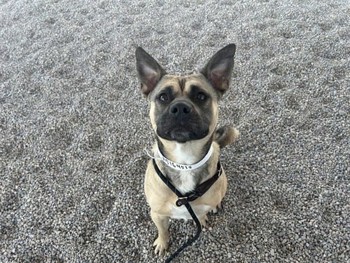 HOT POCKET - American Pit Bull Terrier / German Shepherd Dog available for adoption
