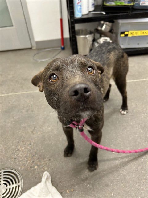 GULP - American Pit Bull Terrier available for adoption