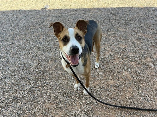 JAX - Border Collie available for adoption