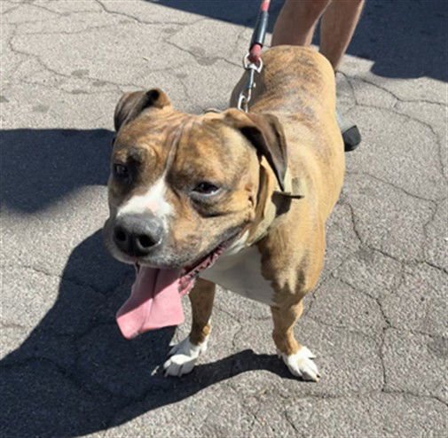 PUNCH - American Staffordshire Terrier / Boxer available for adoption