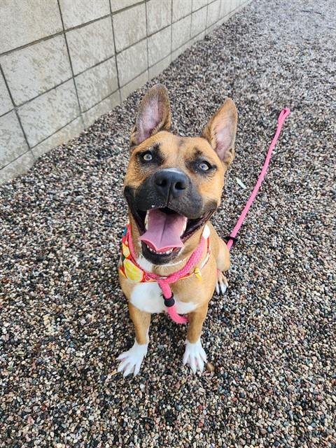 POPPY - American Pit Bull Terrier available for adoption