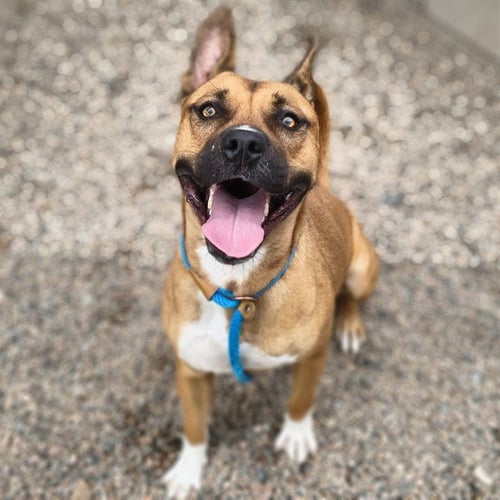 POPPY - American Pit Bull Terrier for adoption in Mesa