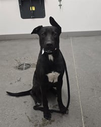 BALOO - Photo 1