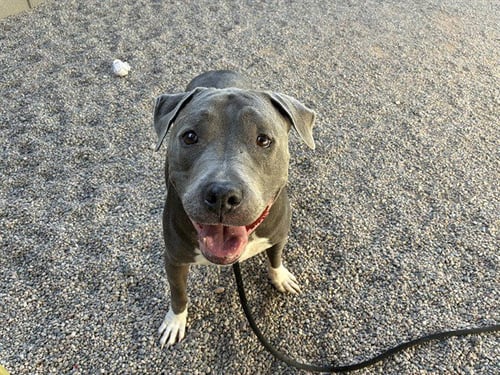 DUCK - American Pit Bull Terrier available for adoption