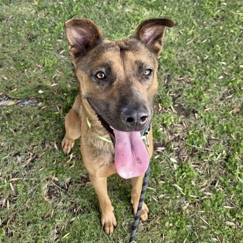 GUNNER - Belgian Shepherd Malinois available for adoption