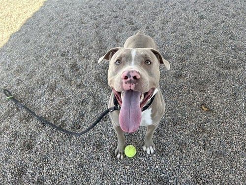 DEWEY - American Staffordshire Terrier / American Pit Bull Terrier available for adoption