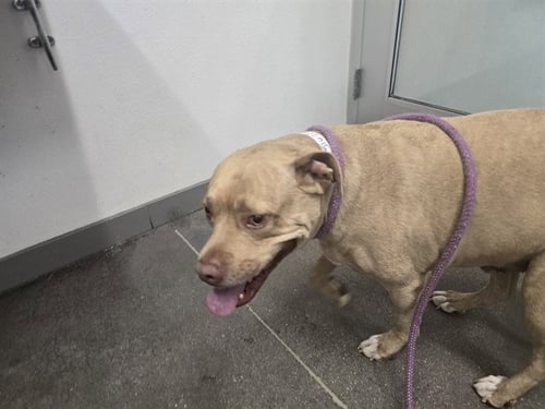 TIGERE - Labrador Retriever / American Pit Bull Terrier available for adoption