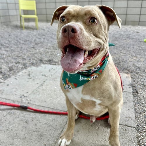 TIGERE - Labrador Retriever / American Pit Bull Terrier for adoption in Mesa