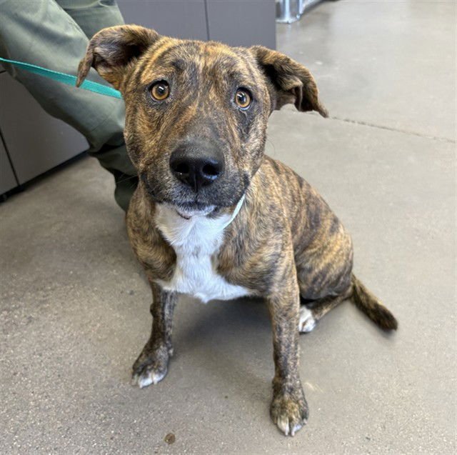 KALICO - American Pit Bull Terrier for adoption in Tempe