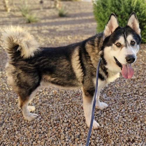 LEDGER - Husky available for adoption