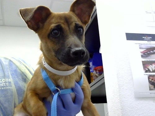 MIA - Black Mouth Cur available for adoption
