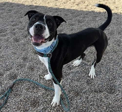 BOLT - American Pit Bull Terrier available for adoption