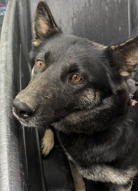 SANSA - German Shepherd Dog available for adoption