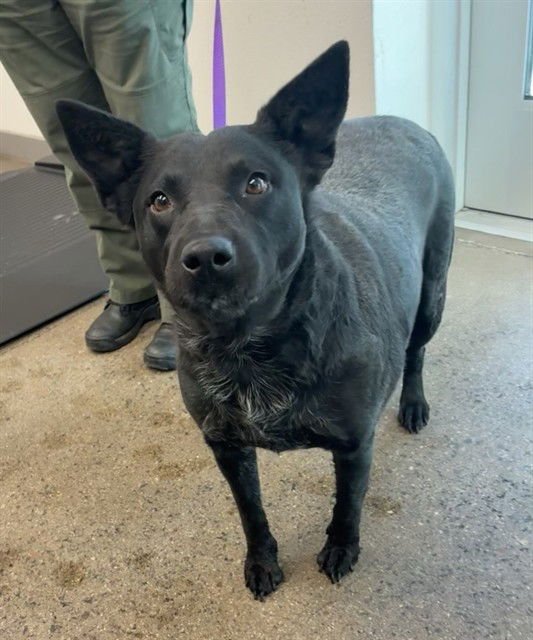 SUZY ZOO - Australian Cattle Dog/Blue Heeler available for adoption