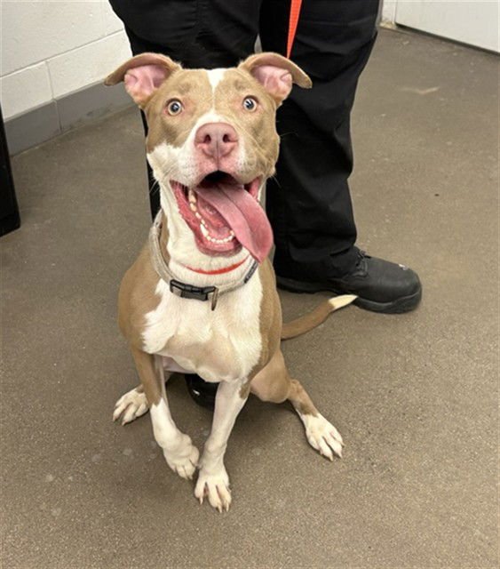 COCO - American Pit Bull Terrier available for adoption