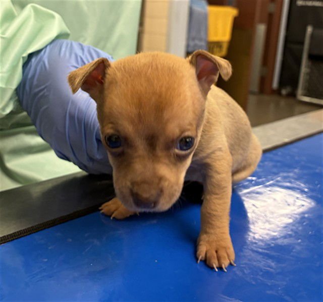 BAGEL - Chihuahua available for adoption