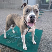 MILO - Photo 1