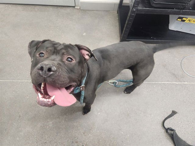 MEATLOAF - American Pit Bull Terrier available for adoption