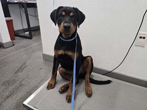 VADER - Rottweiler available for adoption