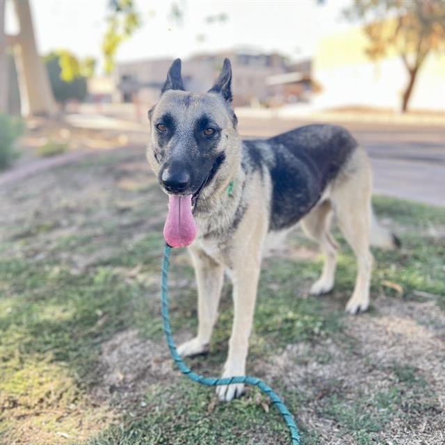 WYOMING - German Shepherd Dog available for adoption