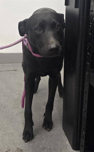 NOVA - Labrador Retriever available for adoption