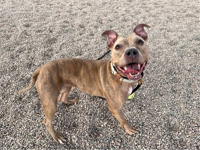 SADIE Image