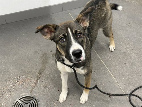 MOON - Labrador Retriever / Siberian Husky available for adoption