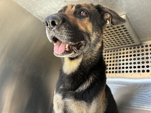 RIVER - German Shepherd Dog available for adoption