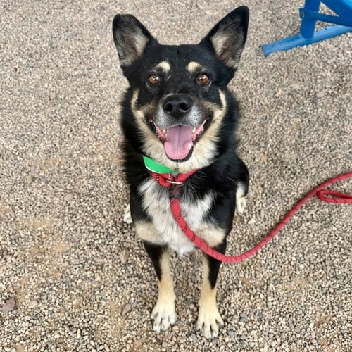 KEENAN - German Shepherd Dog / Siberian Husky available for adoption