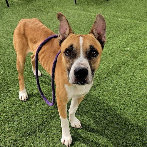 LUCIANO - American Pit Bull Terrier / German Shepherd Dog available for adoption