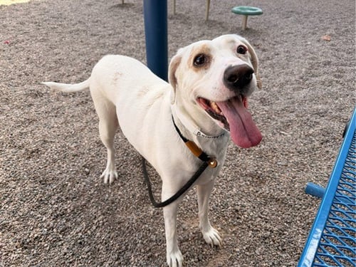 MAYBELLINE - Labrador Retriever available for adoption