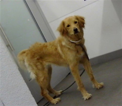 BAILEY - Golden Retriever available for adoption