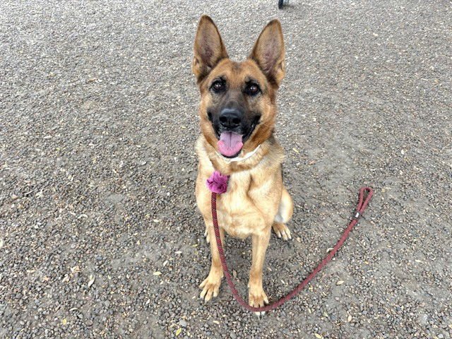 DOBBY - German Shepherd Dog available for adoption