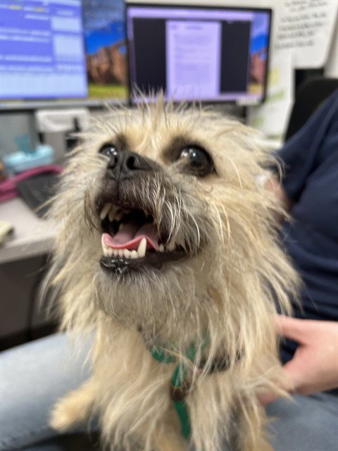 KYLA - Border Terrier available for adoption