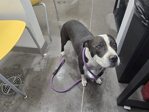 ADELLA - American Pit Bull Terrier available for adoption