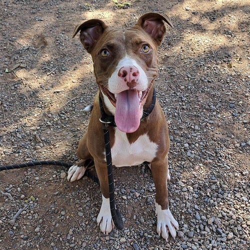 DAKOTA - American Pit Bull Terrier available for adoption