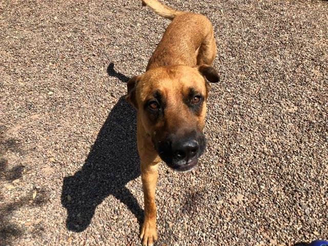 BEAR - Labrador Retriever / German Shepherd Dog available for adoption