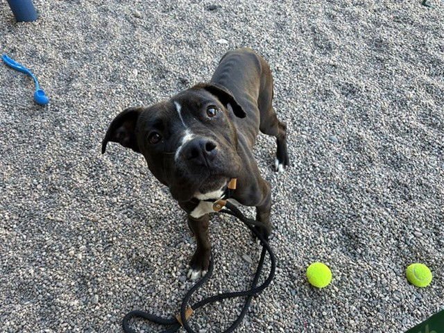 SPARKY - American Pit Bull Terrier available for adoption