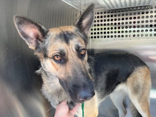 MARY ANNE - German Shepherd Dog available for adoption