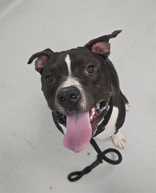 RODY - American Pit Bull Terrier available for adoption