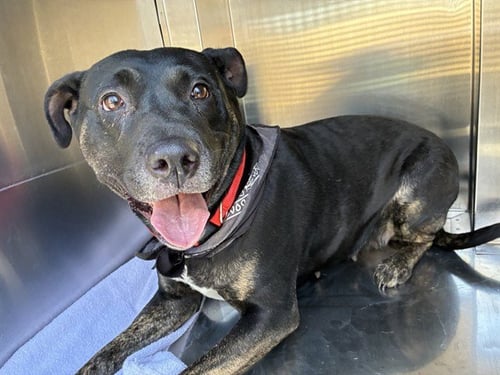 BUTTONS - American Pit Bull Terrier available for adoption