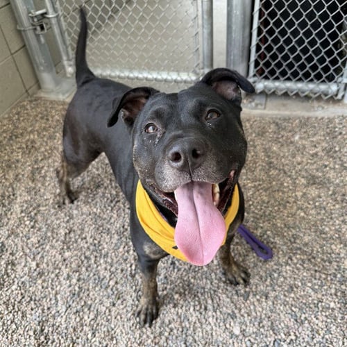 BUTTONS - American Pit Bull Terrier for adoption in Mesa