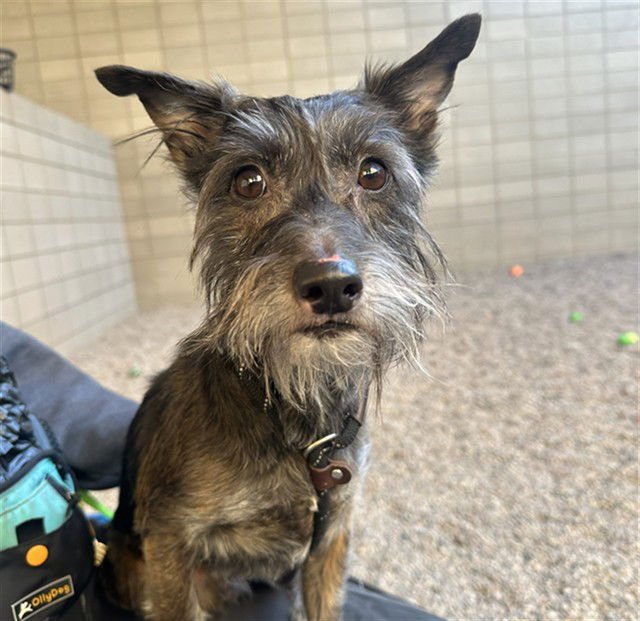 OLLIE - Miniature Schnauzer available for adoption
