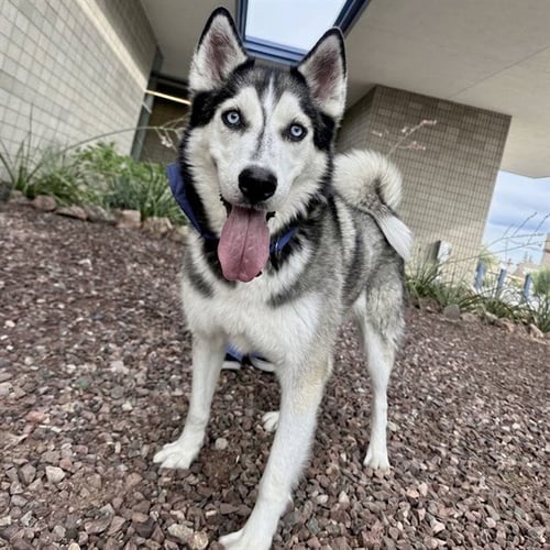JIMMY - Siberian Husky for adoption in Mesa
