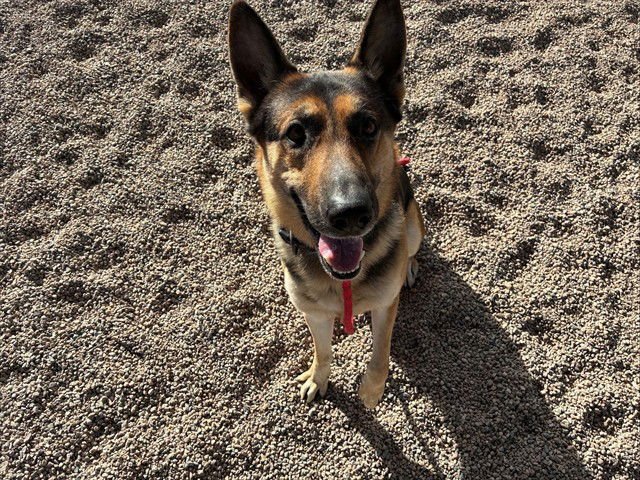 BOOMER - German Shepherd Dog available for adoption
