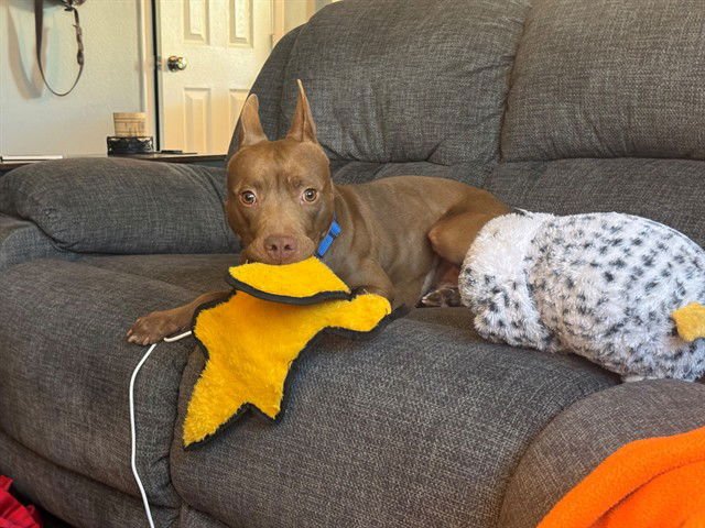 ROONEY - American Pit Bull Terrier available for adoption