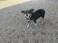 BRUNO - Photo 1